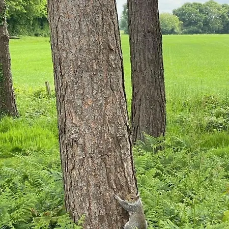 Hollicarrs - Wildflower ヨーク