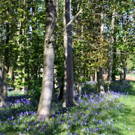 Holiday home Hollicarrs - Wildflower York