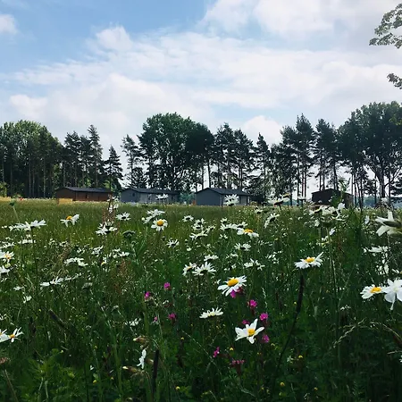 Hollicarrs - Wildflower York