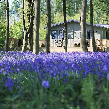 Hollicarrs - Wildflower يورك