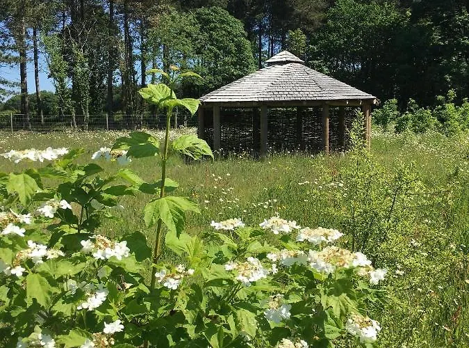 Hollicarrs - Wildflower York